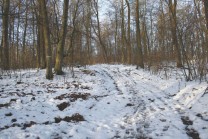 Der Weg zur Barenburg (Bild: Oktavian Bartoszewski)