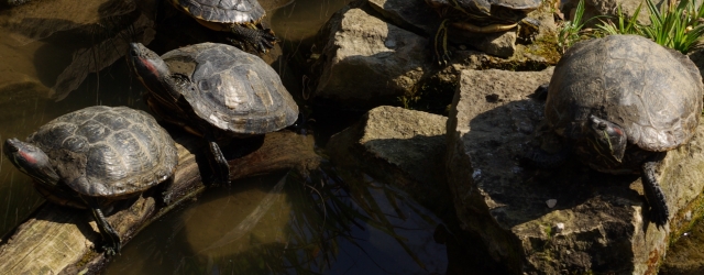 Die Schildkröten räkeln sich wohlig in der warmen Sonne