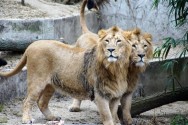 Die beiden "Neuen": Shapur und Kajal, asiatische Löwen.