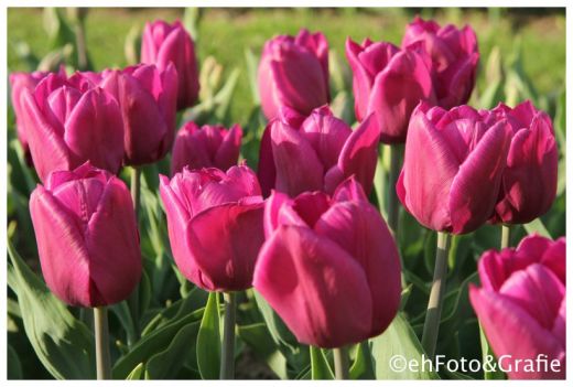 Samen-Fetzer Tulpenfeld