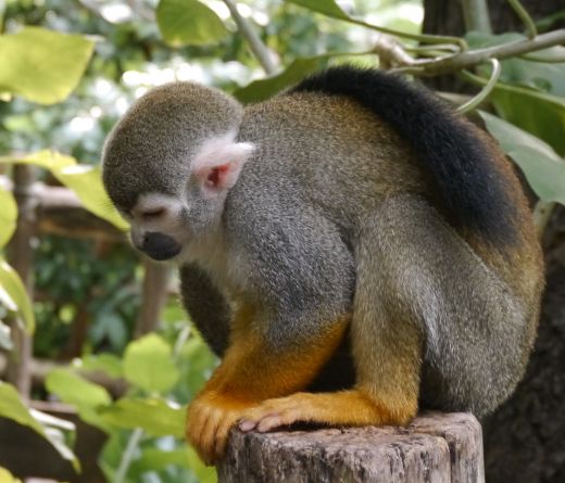 ein "Tierchen" im Gondwanaland - Leipziger Zoo