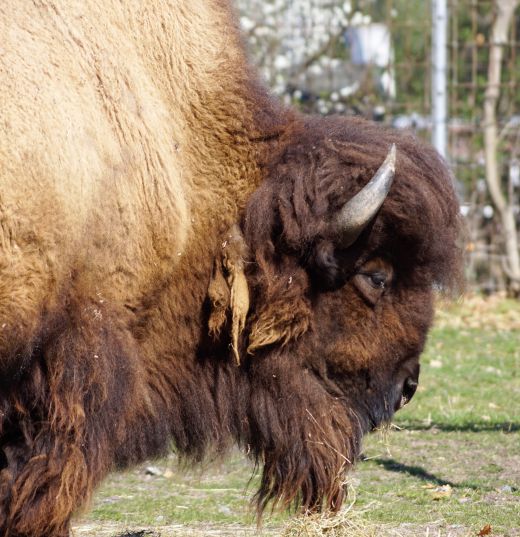 Dieser Koloss hat nur sein Futter im Blick: Heu!