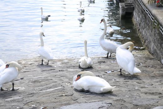 Tiere am Seeufer von Vevey